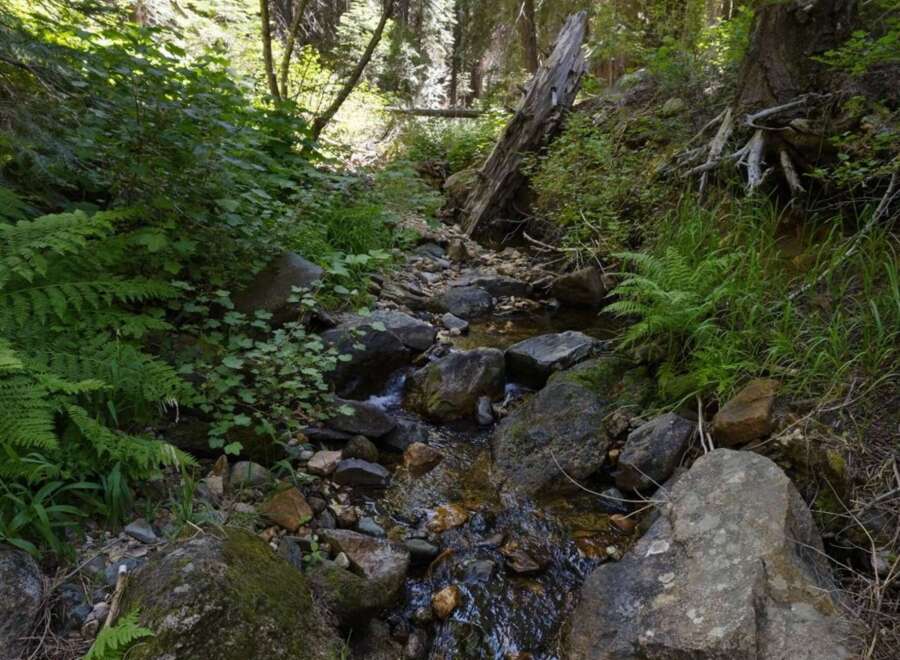 Discover tranquility in this serene forest setting, featuring a babbling brook winding through lush greenery and ancient trees.