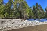 Experience the serene beauty of this mountain property, nestled amidst a dense forest of towering pine trees.