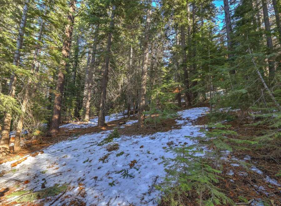 Discover the serene beauty of this wooded property, featuring a gentle slope dotted with patches of snow and surrounded by tall evergreen trees.