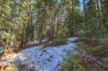 Discover the serene beauty of this wooded property, featuring a gentle slope dotted with patches of snow and surrounded by tall evergreen trees.