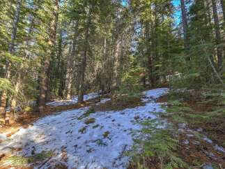 Discover the serene beauty of this wooded property, featuring a gentle slope dotted with patches of snow and surrounded by tall evergreen trees.