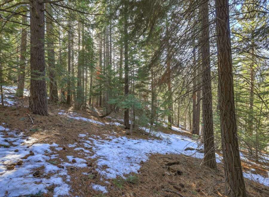 Experience the serene beauty of this wooded property, featuring a gentle slope covered in pine needles and patches of snow.