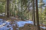 Experience the serene beauty of this wooded property, featuring a gentle slope covered in pine needles and patches of snow.