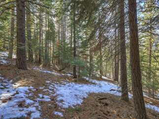 Experience the serene beauty of this wooded property, featuring a gentle slope covered in pine needles and patches of snow.