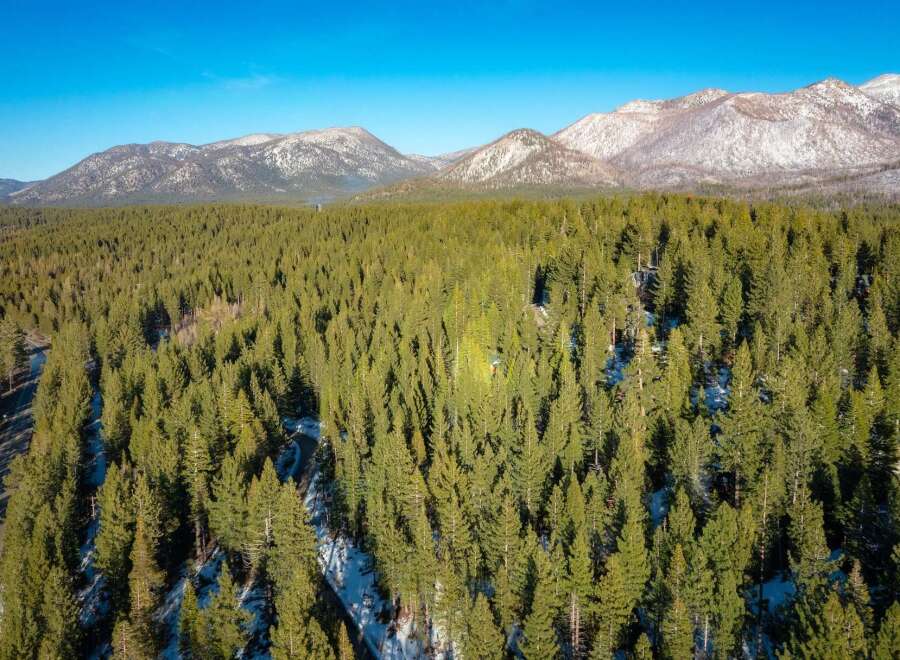 Discover your dream mountain escape with this stunning aerial view of a vast evergreen forest.