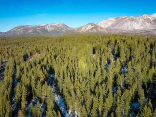 Discover your dream mountain escape with this stunning aerial view of a vast evergreen forest.