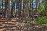 Nestled within a serene pine forest, this property offers a tranquil escape with abundant natural beauty.