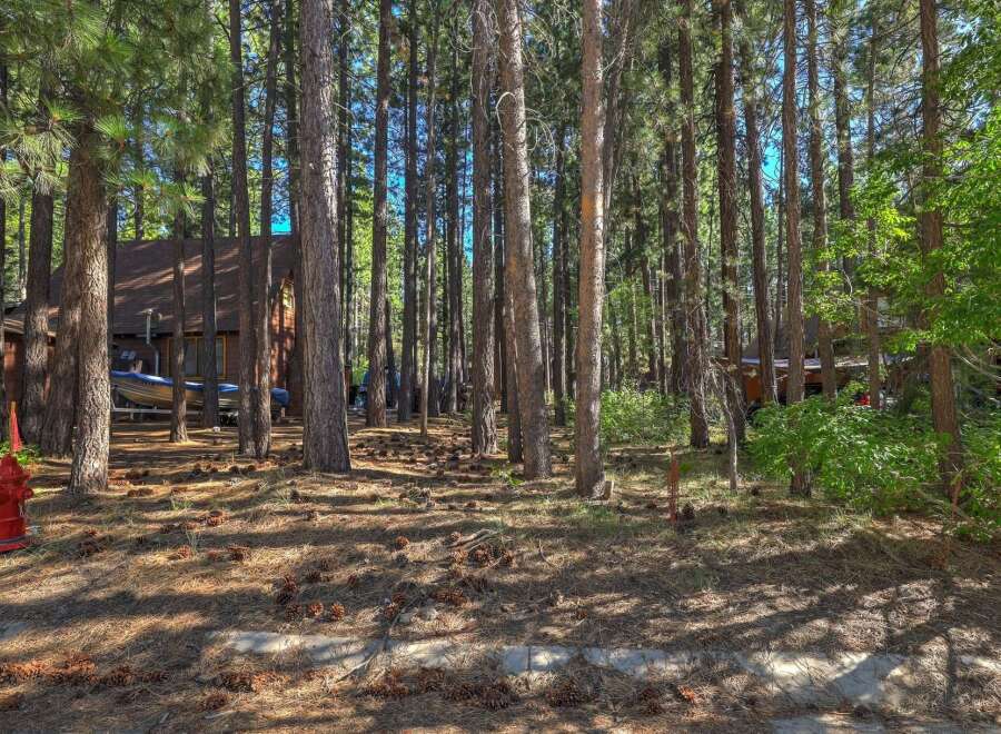Nestled amidst tall pine trees, this charming cabin offers a serene retreat.