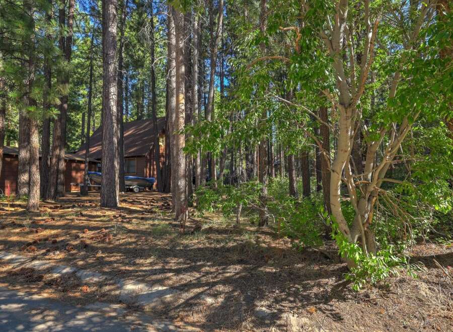 Nestled amongst tall pine trees, this charming cabin offers a serene retreat.