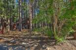 Nestled amongst tall pine trees, this charming cabin offers a serene retreat.