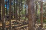 Nestled within a serene pine forest, this property offers a tranquil escape with abundant natural beauty.