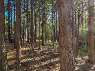 Nestled within a serene pine forest, this property offers a tranquil escape with abundant natural beauty.