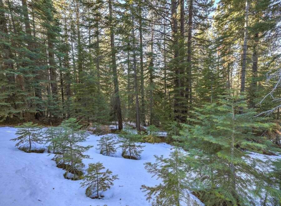 Discover the serene beauty of this winter wonderland, featuring a dense forest of tall evergreen trees.