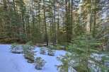 Discover the serene beauty of this winter wonderland, featuring a dense forest of tall evergreen trees.