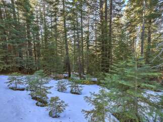 Discover the serene beauty of this winter wonderland, featuring a dense forest of tall evergreen trees.