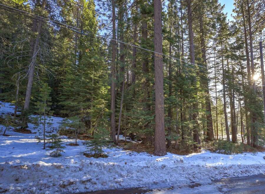 Nestled amidst a serene pine forest, this property offers a tranquil escape with abundant natural beauty.