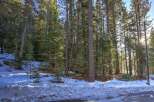 Nestled amidst a serene pine forest, this property offers a tranquil escape with abundant natural beauty.