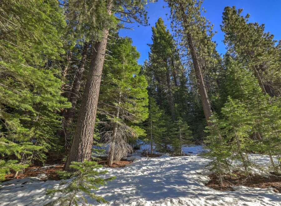 Experience the serene beauty of this mountain property, nestled amongst towering pine trees and a pristine snow-covered landscape.