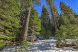 Experience the serene beauty of this mountain property, nestled amongst towering pine trees and a pristine snow-covered landscape.