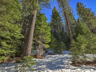 Experience the serene beauty of this mountain property, nestled amongst towering pine trees and a pristine snow-covered landscape.