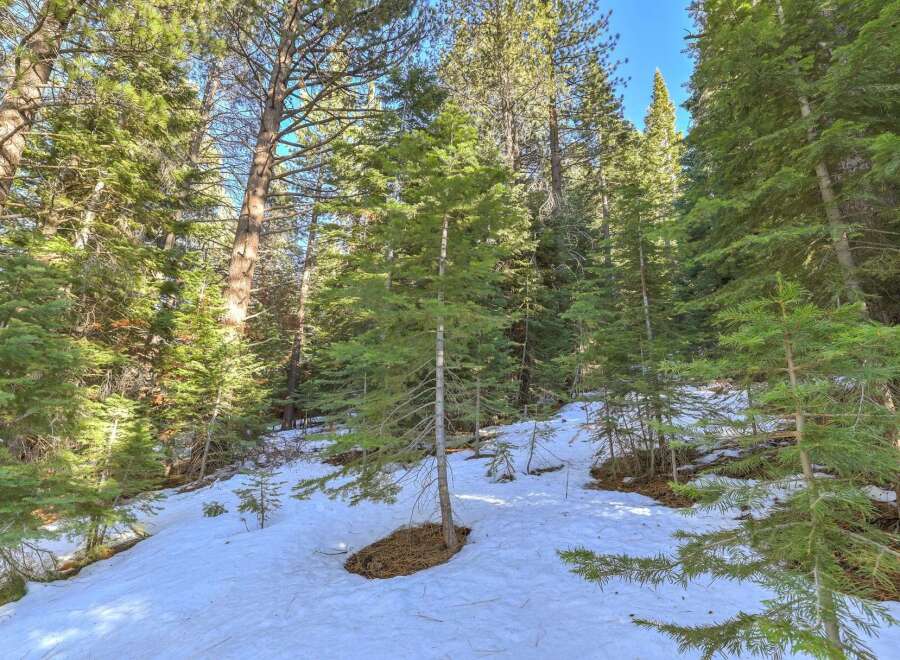 Discover the serene beauty of this mountain property, nestled amongst towering evergreen trees.