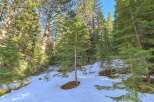 Discover the serene beauty of this mountain property, nestled amongst towering evergreen trees.