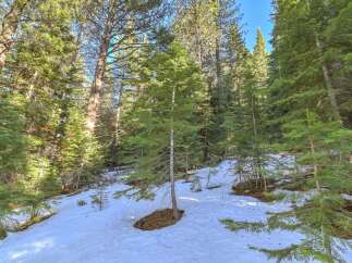 Discover the serene beauty of this mountain property, nestled amongst towering evergreen trees.