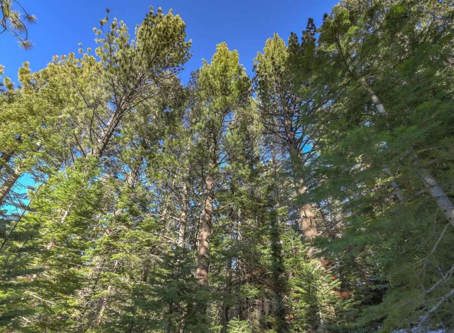 Experience the serene beauty of nature with this stunning view of tall pine trees reaching towards a clear blue sky.