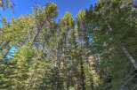 Experience the serene beauty of nature with this stunning view of tall pine trees reaching towards a clear blue sky.