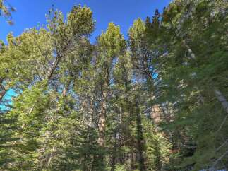 Experience the serene beauty of nature with this stunning view of tall pine trees reaching towards a clear blue sky.