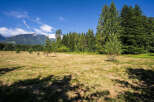 Discover this expansive meadow, perfect for outdoor activities or potential development, bordered by a lush, mature forest.