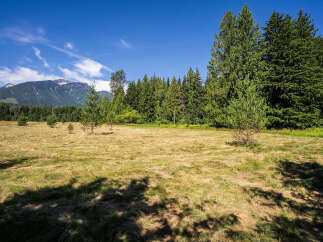 Discover this expansive meadow, perfect for outdoor activities or potential development, bordered by a lush, mature forest.
