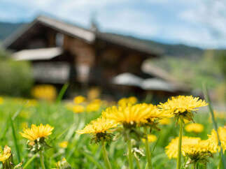 Experience serene living with this charming property, nestled amidst a vibrant meadow of blooming dandelions.