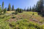 Discover this stunning property nestled amidst a serene meadow and mature pine trees, offering breathtaking natural beauty.