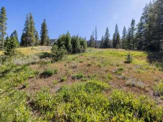 Discover this stunning property nestled amidst a serene meadow and mature pine trees, offering breathtaking natural beauty.