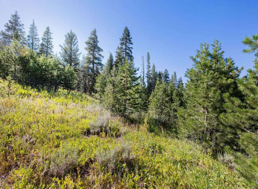 Discover this stunning property featuring a lush, green meadow leading up to a dense forest of mature pine trees.