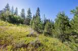 Discover this stunning property featuring a lush, green meadow leading up to a dense forest of mature pine trees.