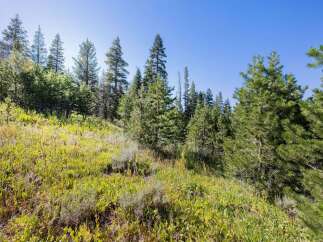 Discover this stunning property featuring a lush, green meadow leading up to a dense forest of mature pine trees.