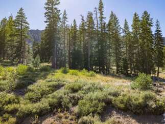 Discover the serene beauty of this mountain landscape, featuring a dense forest of tall pine trees and lush green undergrowth.