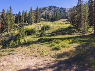 Nestled amidst towering pine trees and a lush meadow, this property offers a serene mountain escape.