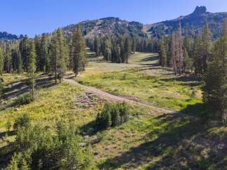 Discover this stunning mountain property featuring a picturesque meadow surrounded by lush pine trees and a winding dirt road.