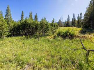Discover this stunning property nestled amidst a serene meadow and lush pine forest.