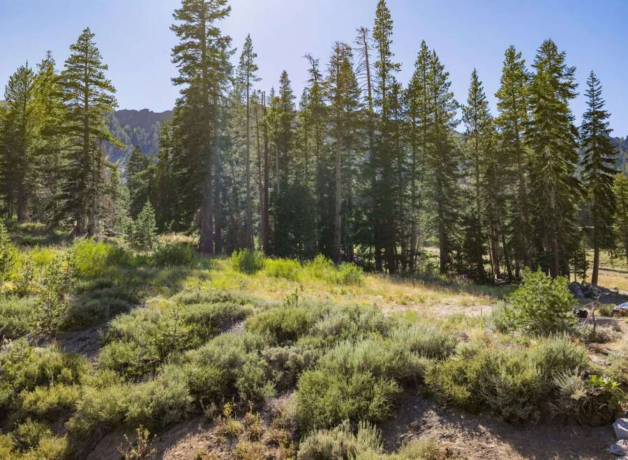 Discover the serene beauty of this mountain landscape, featuring a dense forest of tall pine trees and lush green undergrowth.