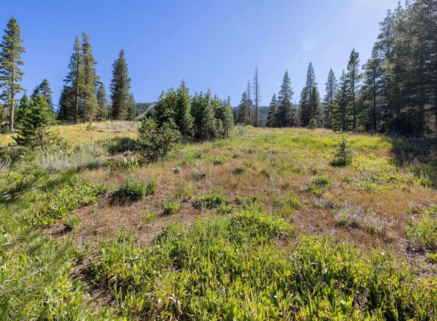 Discover this stunning property nestled amidst a serene meadow and mature pine trees, offering breathtaking natural beauty.