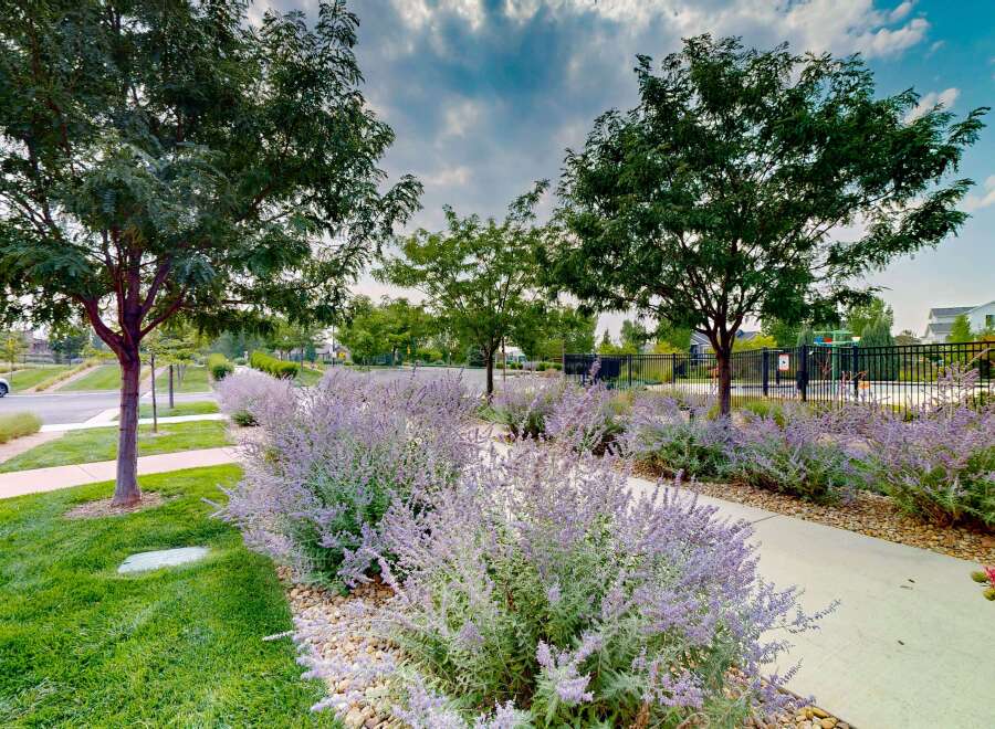 Discover a beautifully landscaped community with vibrant purple flowering bushes lining a walking path.