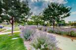 Discover a beautifully landscaped community with vibrant purple flowering bushes lining a walking path.