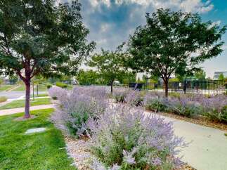 Discover a beautifully landscaped community with vibrant purple flowering bushes lining a walking path.