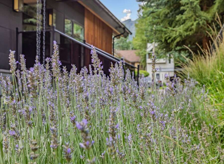 Experience the charm of this property with its beautiful lavender garden, creating a serene and inviting atmosphere.