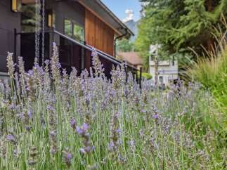 Experience the charm of this property with its beautiful lavender garden, creating a serene and inviting atmosphere.