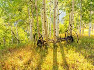 Discover a unique property nestled amongst a serene aspen grove, offering a picturesque setting with abundant natural light.